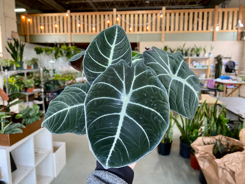 6" Alocasia Black Velvet