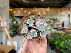 2" Variegated String of Hearts