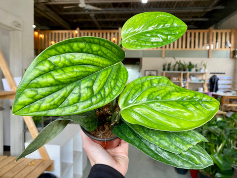 4" Monstera Peru