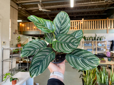 4" Calathea Ornata