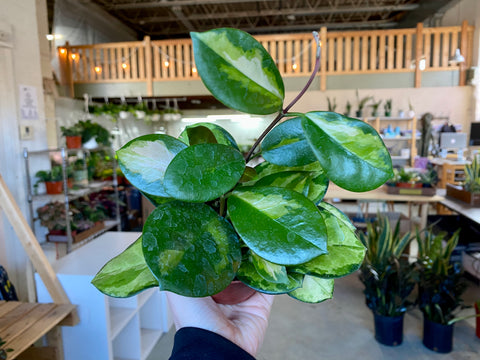 4" Hoya Australis Lisa