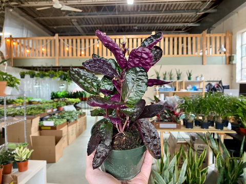 4" Purple Waffle Plant