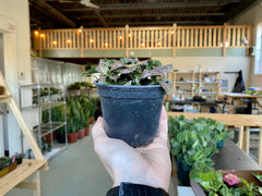 4" Fittonia Pink