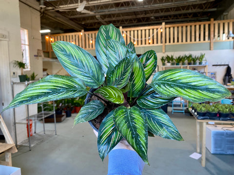 6" Calathea Beauty Star