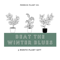 Beat the Winter Blues 3 Month Plant Gift
